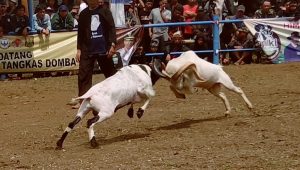 Dandim 0607 Kota Sukabumi Adakan Kontes Adu Ketangkasan Domba Garut