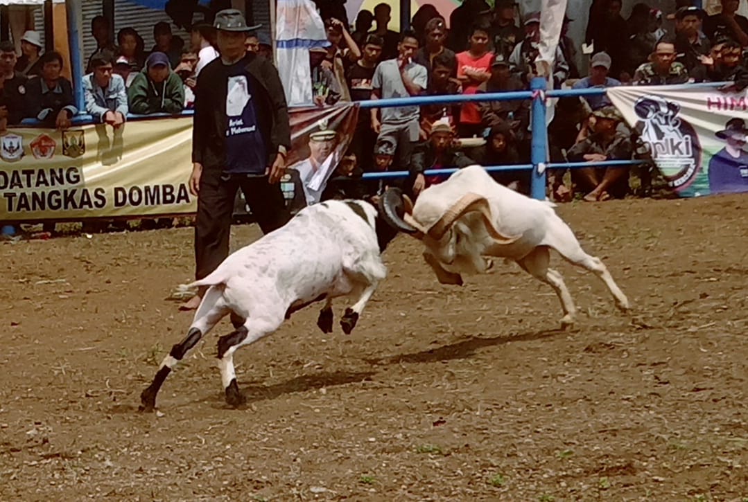 kontes seni adu ketangkasan domba garut untuk memperebutkan Piala Cup Dandim 0607 Kota Sukabumi