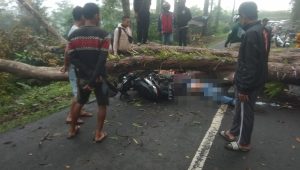 Bikers Cikidang Sukabumi Tewas Tertimpa Pohon Gutta Percha