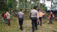 Tim gabungan saat melakukan evakuasi terhadap pohon tumbang di jalan Cikidang