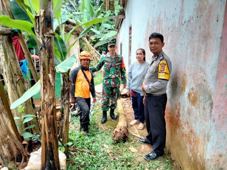 Petugas gabungan saat meninjau lokasi pohon tumbang