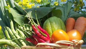5 Makanan Sehat Ini Bisa Meningkatkan Gairah dan Kesuburan Wanita