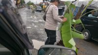 Warga bersama petugas gabungan saat mencabut pohon pisang yang ditanam di jalan berlubang