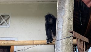 Lutung Jawa Dievakuasi BKSDA Jabar Setelah Tersesat Lima Hari di Cisaat