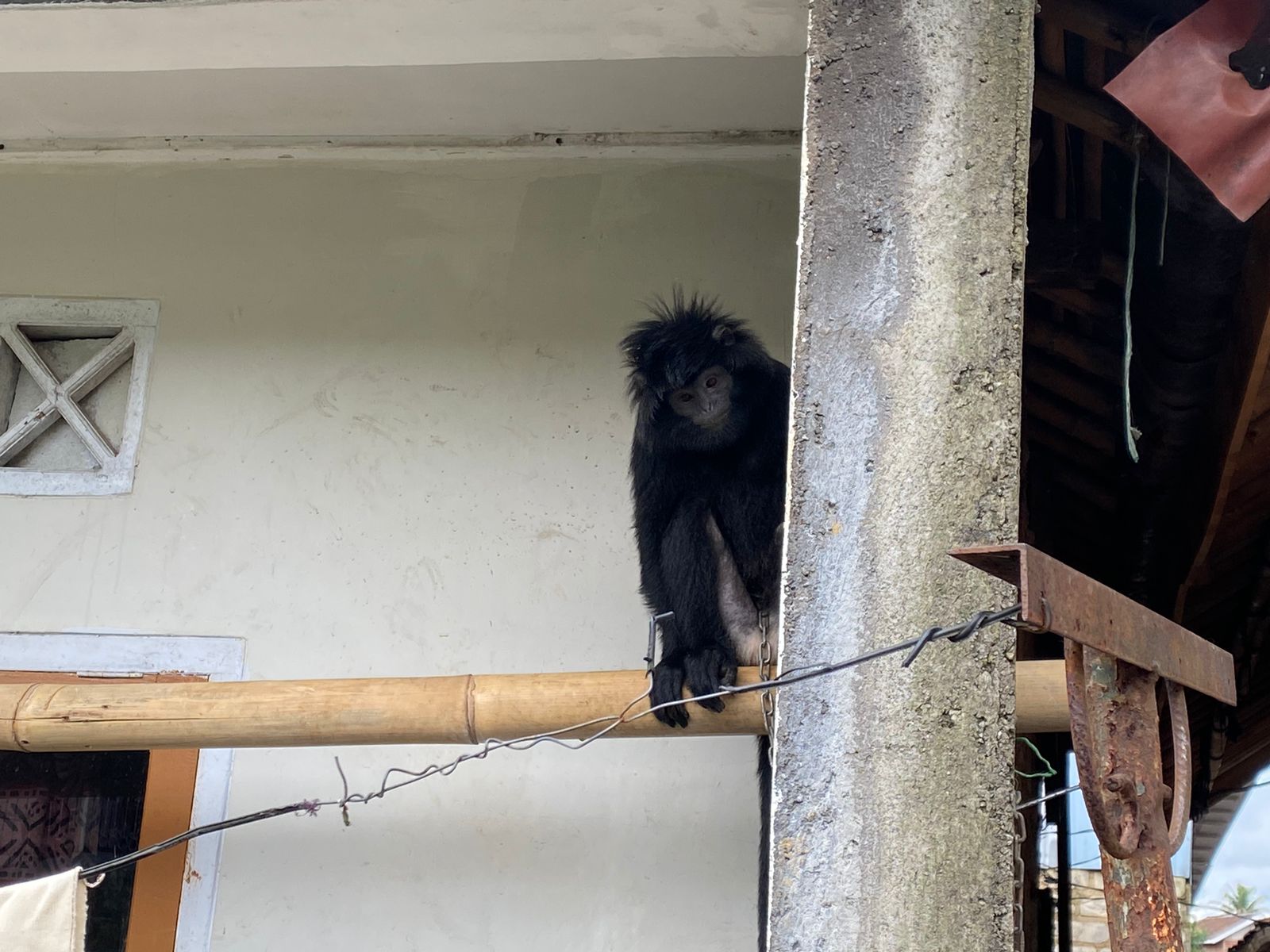 Petugas BKSDA Jawa Barat, saat mengevukasi lutung jawa