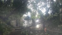 Para personel dari pemerintah kecamatan Simpenan, Desa dan masyarakat saat melakukan evakuasi pohon tumbang