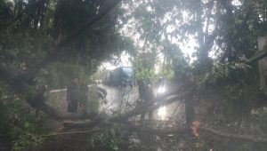Pohon Tumbang di Simpenan Sukabumi Sempat Putus Arus Lalu Lintas