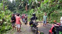 Pohon Tumbang Tutup Jalan Cisolok Sukabumi, Lalu Lintas Sukabumi-Banten Sempat Lumpuh