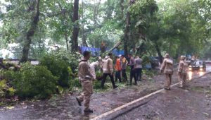 Pohon Katapang Roboh di Cikakak Sukabumi, Arus Lalin Tertahan