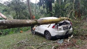 Pohon Tumbang di Camping Ground Selabintana Sukabumi  Mobil Wisatawan Rusak