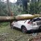 Pohon-Tumbang--Sukabumi