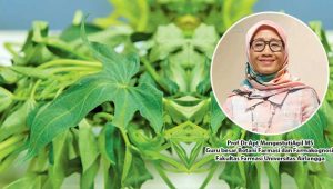 Kekayaan Nutrisi Daun Ubi Jalar, Antiradang, Antidiabetes dan Modulasi Sistem Imun
