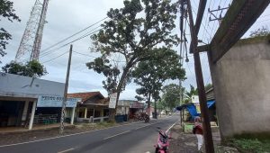 Bikin Resah Warga Cikakak Sukabumi, Damkar Bakal Eksekusi Sarang Tawon 