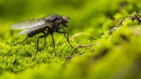 Bahaya Makanan yang Sudah Dihinggapi Lalat