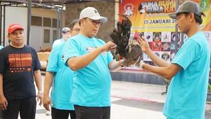 Kontes Ayam Kate di Kota Sukabumi, Bisa Menjadi Daya Tarik