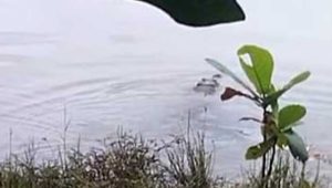 Teror Buaya di Sukabumi,  Muncul di Situ Kalapa Surade Direkam Warga