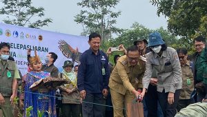 KLHK Lepasliarkan Dua Elang Jawa di Area Taman Nasional Gede Pangrango