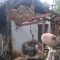Petugas P2BK Cicurug, saat meninjau rumah warga yang terdampak angin kencang,