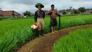 Hektaran Sawah di Kebonpedes Sukabumi Diserang Penyakit Hawar Daun