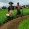Petani Kebonpedes Sukabumi