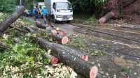Cuaca Ekstrem Melanda Sukabumi, Pohon di Loji Simpenan Tumbang