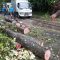 Pohon Tumbang Simpenan Sukabumi