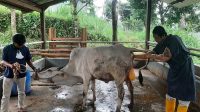 Awal Tahun 2023, Teaching Factory Polbangtan Kementan Panen Pedet Sapi
