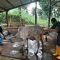 Teaching Factory Polbangtan Kementan Panen Pedet Sapi