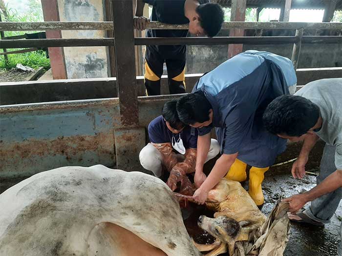 Teaching Factory Polbangtan Kementan Panen Pedet Sapi