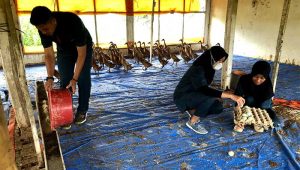The Duck Farm, Usaha Ternak Bebek Petelur Besutan Mahasiswa Polbangtan Kementan