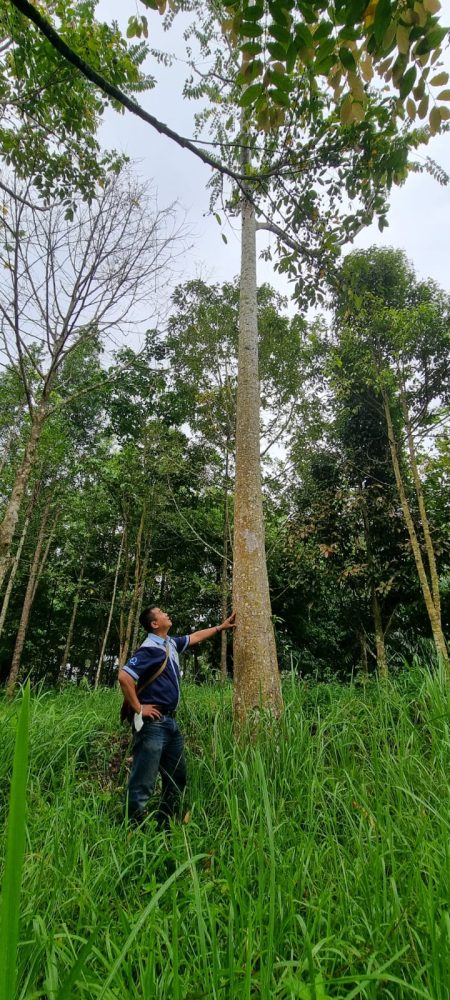 Pohon Kidahu yang ada di taman kehati Pabrik Aqua Babakanpari
