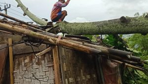Pohon Kluwih di Simpenan Sukabumi Roboh Timpa Rumah Warga dan Pos Polisi