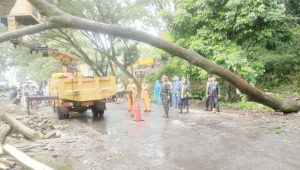 Disperkim Kabupaten Sukabumi Pangkas Pohon yang Rawan Tumbang