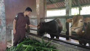 Keren, Mahasiswa Polbangtan Kementan Ini Sukses Beternak Sapi sambil Kuliah
