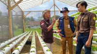 Regenerasi Petani, Alumni Pelatihan Smart Farming Kementan Lakukan Resonansi di Tasikmalaya