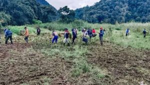 Dengar Nih, Perhutani Janji Pulihkan Kerusakan Area Edelweis di Ranca Upas Ciwidey