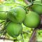 Manfaat Konsumsi Air Kelapa Muda-ogutier-Pixabay