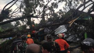 Pohon Tumbang di Sukabumi, Tutup Akses Jalan Nasional