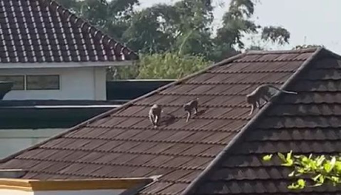 Ratusan Monyet Ekor Panjang Serang Warga Sukaraja, Camat : Sudah Kami Laporkan