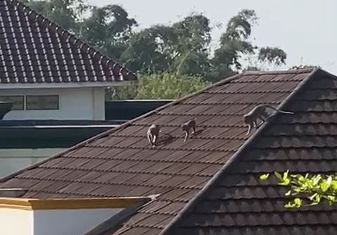 SUASANA : Segerombolan monyet ekor panjang saat memasuki pemukiman penduduk di wilayah Desa Sukamekar, Kecamatan Sukaraja, Kabupaten Sukabumi.(FOTO : SCREEN SHOOT VIDEO WARGA)