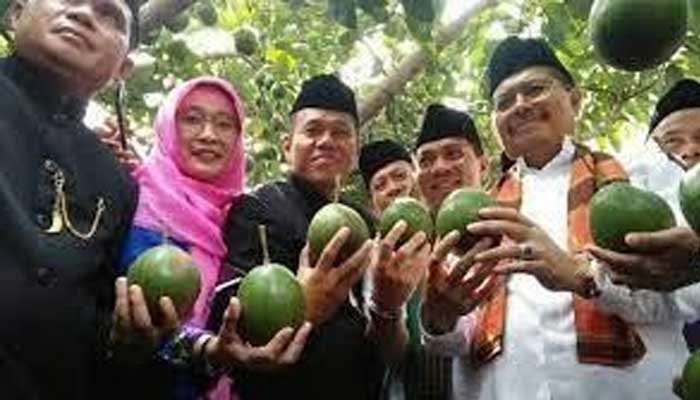 Alpukat Cipedak Sebagai Solusi Penurun Berat Bedan