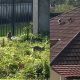 Monyet Teror Warga Sukaraja Sukabumi