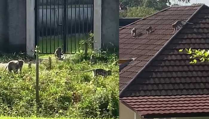 Monyet Teror Warga Sukaraja Sukabumi