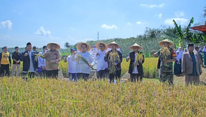 Ponpes Modern Assalam Sukabumi dan Bank Indonesia Jabar Panen Raya Padi, Perkuat Ketahanan Pangan 