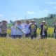 Panen Raya Padi di Pondok Pesantren Modern Assalam