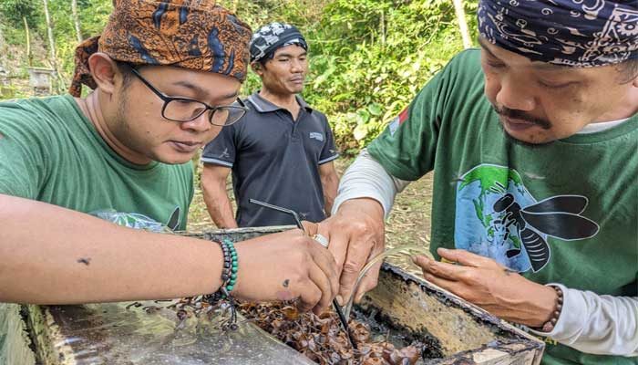 Petani Milenial di Sukabumi, Meraih Omset Budidaya Lebah Madu Hingga Jutaan Rupiah