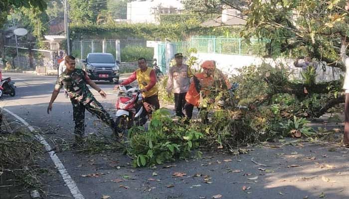 Dua Pengendara di Sukabumi Tertimpa Pohon Tumbang, Pembangunan Pedestrian Jalan Siliwangi Ditutup Sementara