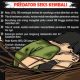 Predator-Sek-Sukabumi