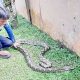 Tim Animal Rescue Damkar Kota Sukabumi