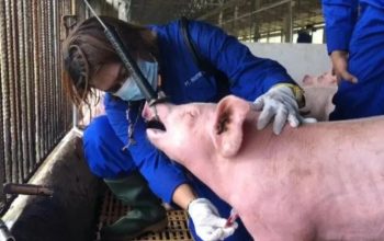 Petugas sedang mengambil sampel untuk diperiksa terkait temuan Singapura yang menyatakan babi asal Pulau Bulan, Batam terkena flu babi Afrika. (Foto : Kementan)